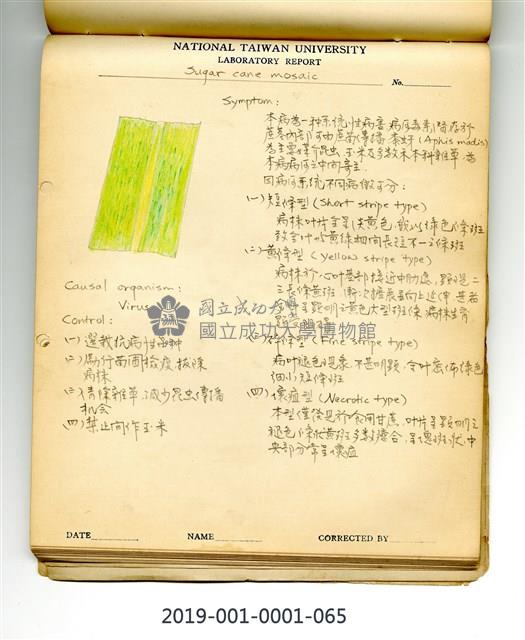 Sugarcane mosaic Collection Image