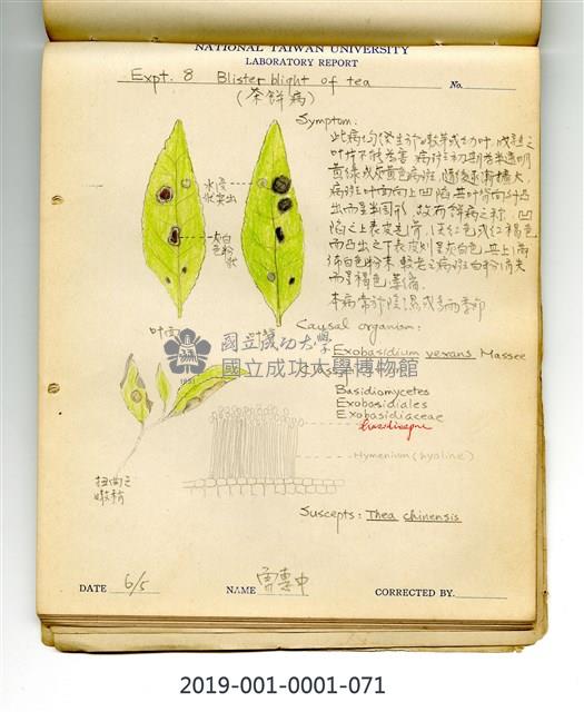 Blister blight of tea Collection Image