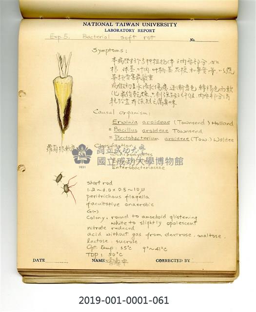 植物病理學實驗手繪圖-細菌性軟腐病(1)藏品圖，第1張