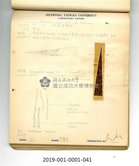 植物病理學實驗手繪圖-高粱紫輪病藏品圖，第1張