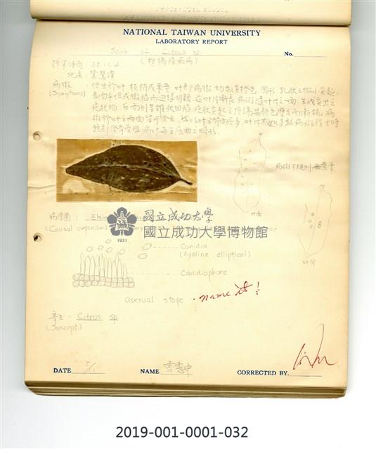Scab of citrus Collection Image