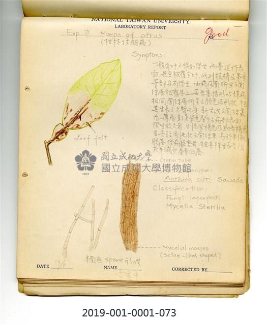Mompa of citrus Collection Image