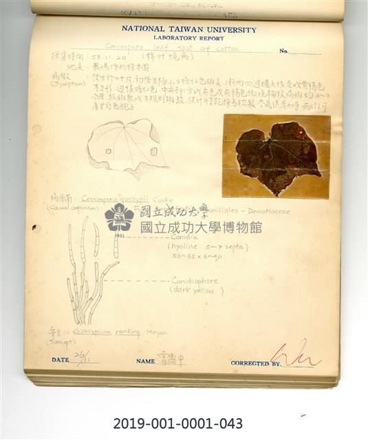 Cercospora leaf spot of cotton Collection Image