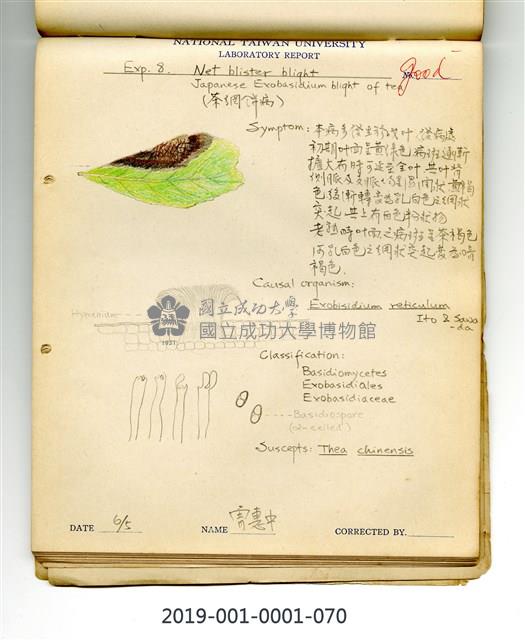 Net blister blight of tea Collection Image