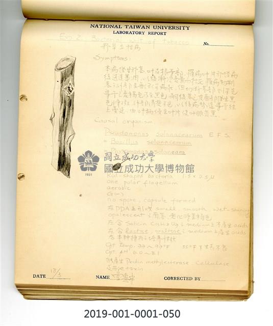 Bacterial wilt of tobacco Collection Image