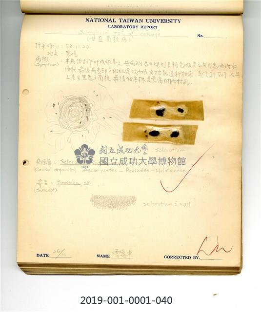Sclerotinia rot of cabbage Collection Image