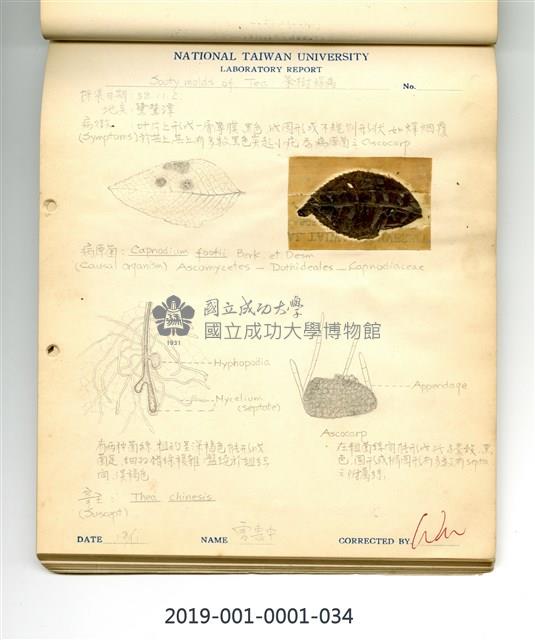 Sooty mold of tea Collection Image