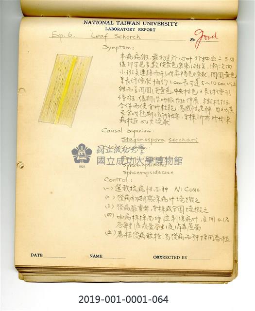 Leaf scorch of sugarcane Collection Image