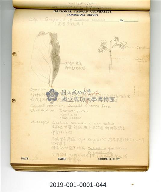 Gray mold of Lactuca serriola Collection Image