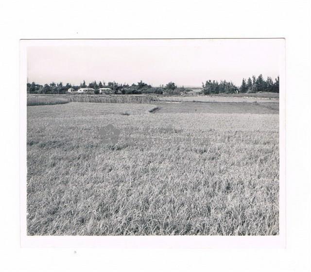 甘蔗田藏品圖，第1張