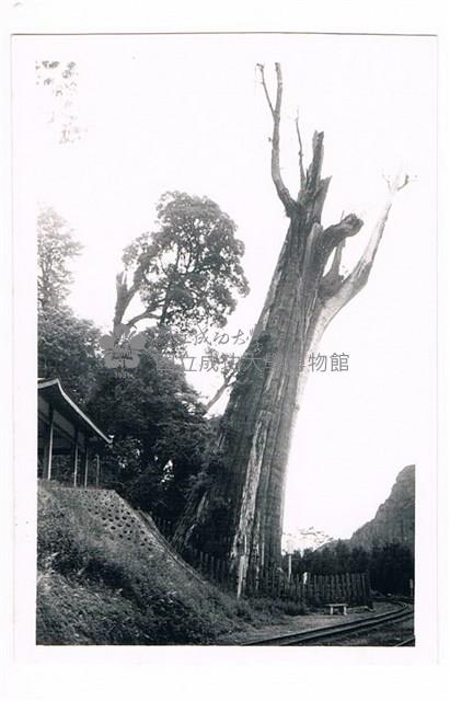 阿里山神木藏品圖，第1張