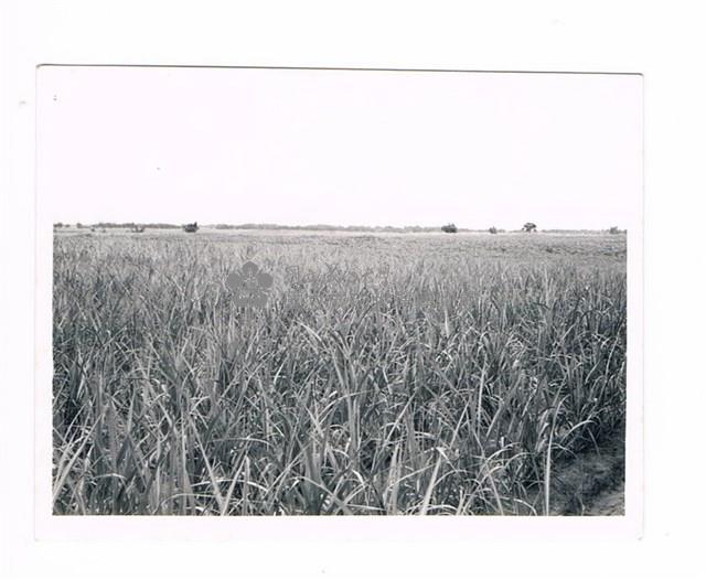 甘蔗田藏品圖，第1張