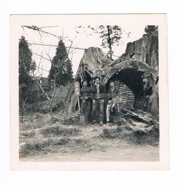 阿里山神木藏品圖，第1張