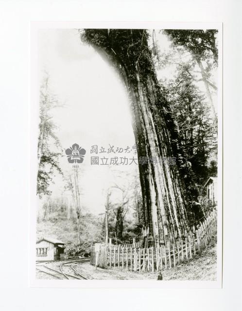 阿里山第一代神木與阿里山鐵路藏品圖，第1張