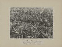 鳳梨園藏品圖，第1張