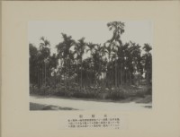 檳榔樹藏品圖，第1張
