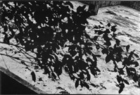 《迢迢路》藏品圖，第2張