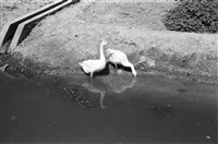 吳紹同135底片264-18藏品圖，第1張