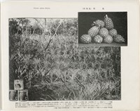 臺灣寫真帖-第參集 19藏品圖，第1張