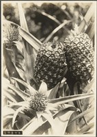 臺灣夏期大學 兒玉澤藏寫真帖 照片42藏品圖，第1張