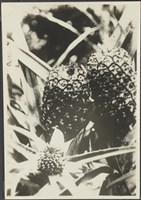 枝德二家族寫真 照片8藏品圖，第1張