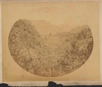 正面：福爾摩沙森林、背面：黃藤及烏木藏品圖，第3張