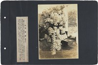 臺灣寫真通信 圖版04 蝴蝶蘭（臺灣名花）藏品圖，第1張