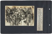 臺灣寫真通信 圖版39 香蕉田（臺中州轄下）藏品圖，第1張