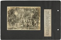 臺灣寫真通信 圖版43 柑橘（臺中員林）藏品圖，第1張