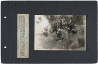 臺灣寫真通信 圖版70 芒果（臺灣知名水果）藏品圖，第1張