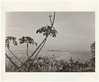 〈蔗田〉藏品圖，第1張