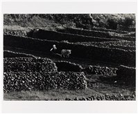 《海島的呼喚》系列2：〈菜宅〉藏品圖，第1張