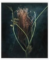 「植物誌(二)」系列：〈巫醫-花穗聖杯〉藏品圖，第1張