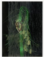 「植物誌(二)」系列：〈巫醫-巫醫令〉藏品圖，第1張