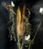 「植物誌(二)」系列：〈東方情境-香蒲斑斕〉藏品圖，第2張