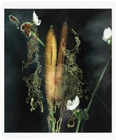 「植物誌(二)」系列：〈東方情境-香蒲斑斕〉藏品圖，第1張