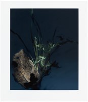 「植物誌(二)」系列：〈東方情境-染墨〉藏品圖，第1張