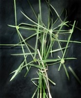 「植物誌(二)」系列：〈東方情境-短葉蜈蚣令〉藏品圖，第2張