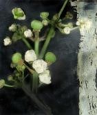 「植物誌(二)」系列：〈東方情境-小籠包澤瀉〉藏品圖，第2張