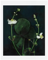 「植物誌(二)」系列：〈東方情境-墨色慈姑〉藏品圖，第1張