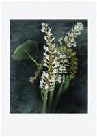 「植物誌(二)」系列：〈東方情境-前朝意象〉藏品圖，第1張