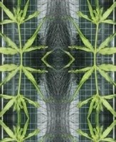 《植物誌 0.5》系列：〈鳳尾1〉藏品圖，第2張