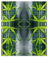 《植物誌 0.5》系列：〈鳳尾1〉藏品圖，第1張