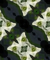 《植物誌 0.5》系列：〈墨色澤瀉2〉藏品圖，第2張