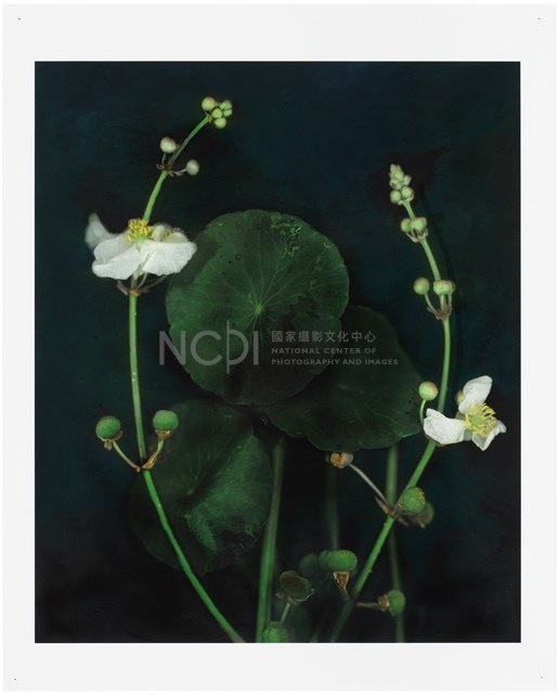 《植物誌(二)》系列：〈東方情境-墨色慈姑〉藏品圖，第1張