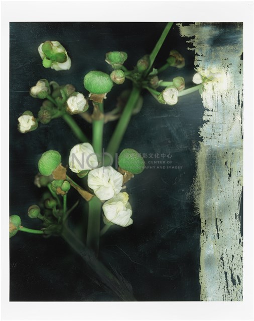 《植物誌(二)》系列：〈東方情境-小籠包澤瀉〉藏品圖，第1張