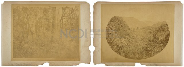 正面：福爾摩沙森林、背面：黃藤及烏木藏品圖，第1張