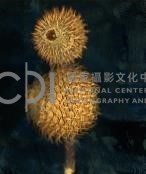 《植物誌(二)》系列：〈巫醫-巫醫之眼〉藏品圖，第2張