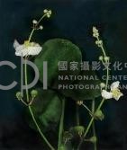 《植物誌(二)》系列：〈東方情境-墨色慈姑〉藏品圖，第2張