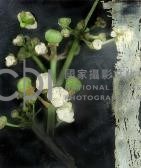 《植物誌(二)》系列：〈東方情境-小籠包澤瀉〉藏品圖，第2張
